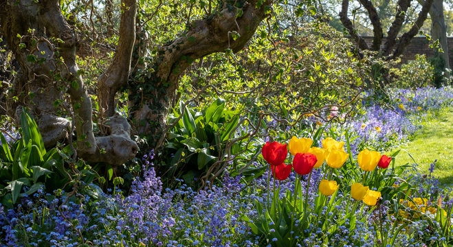 Tulips amidst other flowers reflecting the sunshine in spring, photographed outside the historic walled garden at Eastcote House Gardens, London Borough of Hillingdon, UK. 