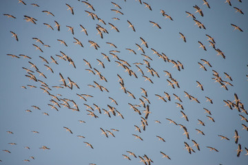 a large flock of storks flying in warm lands