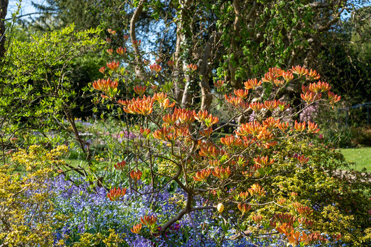 Stunning Japanese azalea in bud outside the walled garden at Eastcote House Gardens, with blue bells and blue forget-me-not in the background. Eastcote, London, UK. Photographed on a clear spring day.