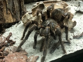tarantula on the rock