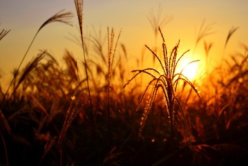 Fototapeta premium Long yellow grass silhouette captured during sunset