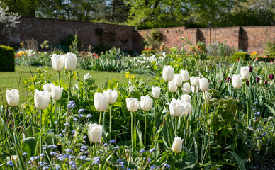 Tulips amidst other spring flowers in Eastcote House Gardens, historic walled garden maintained by a community of volunteers in Hillingdon, north west London, UK