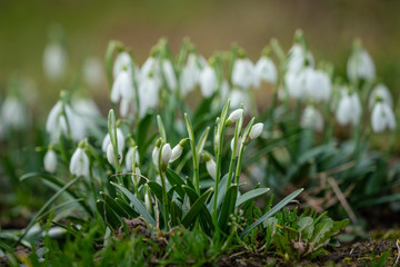 Snowdrops as a first spring flowers