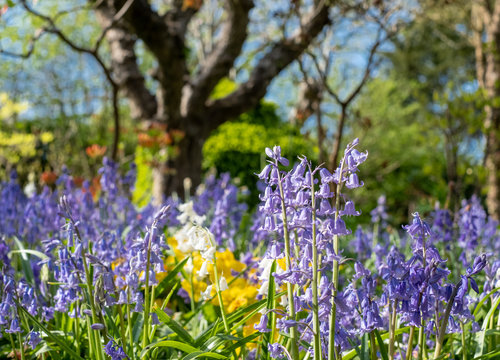 Bluebells and tulips reflecting the sunshine in spring, photographed outside the historic walled garden at Eastcote House Gardens, London Borough of Hillingdon, UK.  