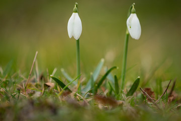 Snowdrops as a first spring flowers