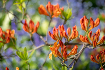 Fototapeta premium Stunning Japanese azalea in bud outside the walled garden at Eastcote House Gardens, with blue bells and blue forget-me-not in the background. Eastcote, London, UK. Photographed on a clear spring day.
