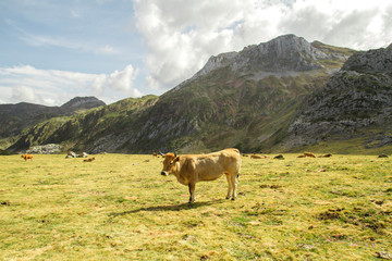 Cattle grazing