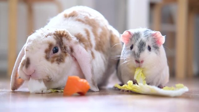Lop ear red and white color bunny rabbit and grey guinea pig chewing green salad leaves and carrot at home animals food and domectic rodent pets.