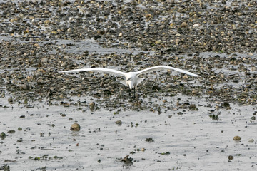 干潟の野鳥　千葉県習志野市　日本