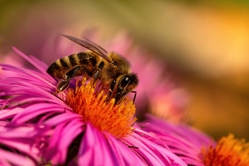 The Busy Bee