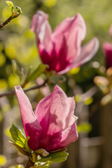 Zweige mit Magnolienblüten im Frühling - 339231315