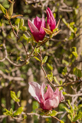 Zweige mit Magnolienblüten im Frühling - 339231328