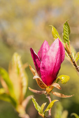 Zweige mit Magnolienblüten im Frühling - 339231342