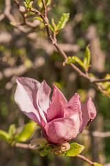 Zweige mit Magnolienblüten im Frühling - 339231375