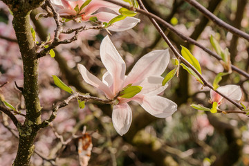 Zweige mit Magnolienblüten im Frühling