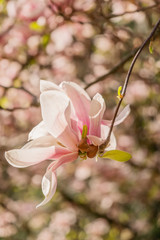 Zweige mit Magnolienblüten im Frühling - 339231528