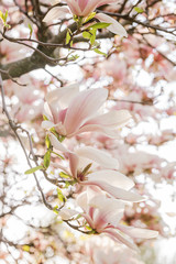 Zweige mit Magnolienblüten im Frühling - 339231530