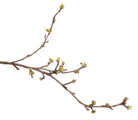 Apple tree branch on an isolated white background. Fruit tree sprout with leaves isolate.