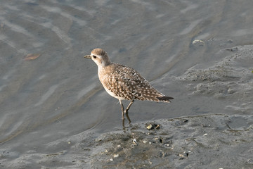 Obraz premium 干潟の野鳥 千葉県習志野市 日本