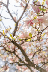 Zweige mit Magnolienblüten im Frühling - 339231584