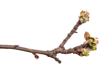Apple tree branch on an isolated white background. Fruit tree sprout with leaves isolate.