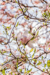 Zweige mit Magnolienblüten im Frühling - 339231598