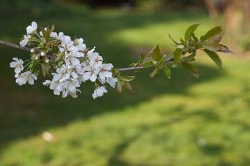 White cherry blossom against garden background with copy space