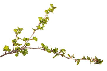 Gooseberry bush branch on an isolated white background. Berry bush sprout with leaves isolate.