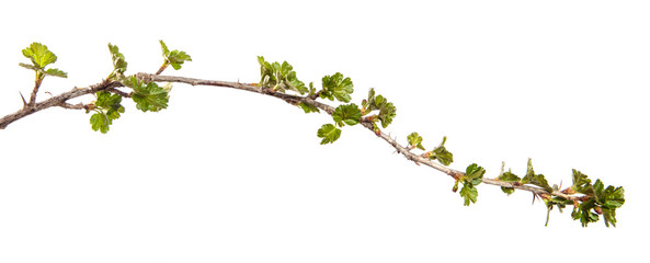 Gooseberry bush branch on an isolated white background. Berry bush sprout with leaves isolate. - 339231745