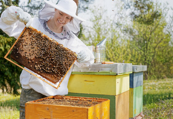 Beekeeper holding a honeycomb  woman  in protective workwear inspecting honeycomb frame at apiary. - 339231779