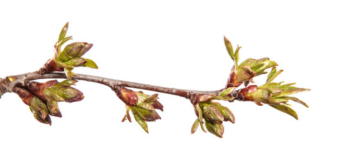 Cherry tree branch on an isolated white background. Fruit tree sprout with leaves isolate.