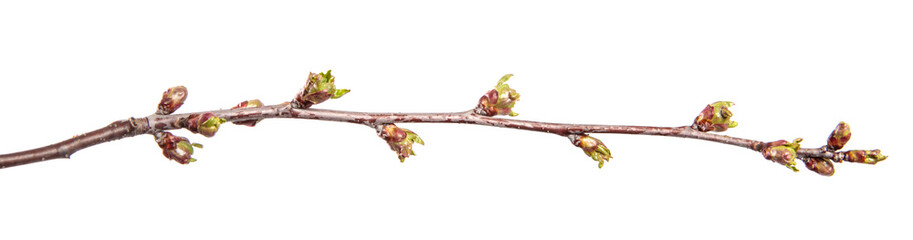 Cherry tree branch on an isolated white background. Fruit tree sprout with leaves isolate.