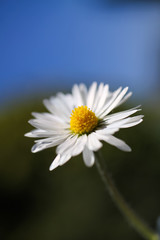 Fototapeta premium Macro close up of white daisy (bellis perennis) flowerhead against blue sky (Focus on yellow pollen)