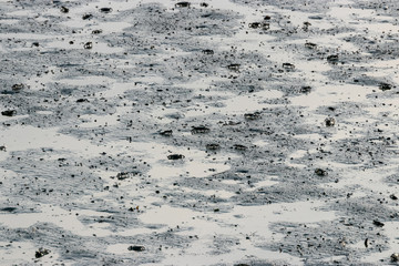 干潟のカニ　千葉県習志野市　日本