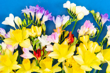 blooming daffodils, hyacinth and freesia flowers