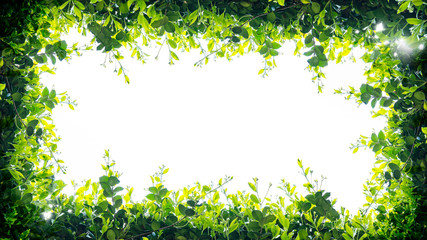 floral frame on the white background