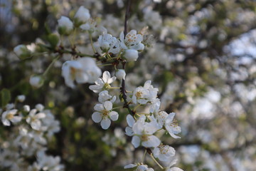 Fototapeta premium cherry tree blossom