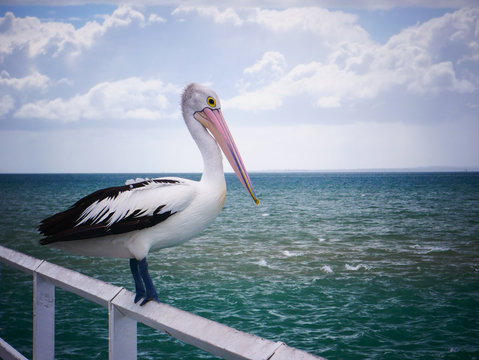 Large Pelican sitting on urangan pier, hervey bay. Pelecanus conspicillatus