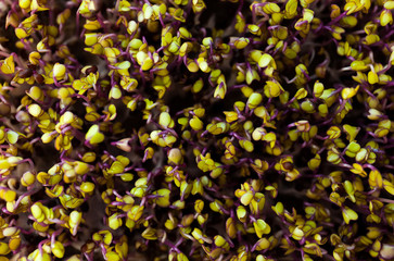 Fototapeta na wymiar Indoor gardening. Cute young microgreens plants with leaves in grow light close up selective focus