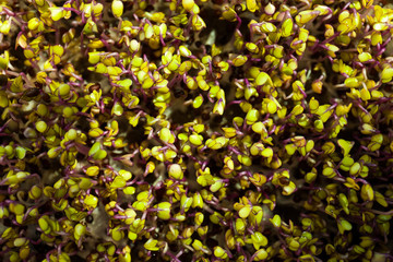 Fototapeta na wymiar Indoor gardening. Cute young microgreens plants with leaves in grow light close up selective focus
