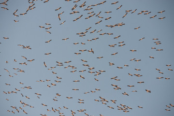 a large flock of storks in the blue sky