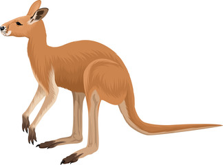 vector australian red kangaroo illustration 