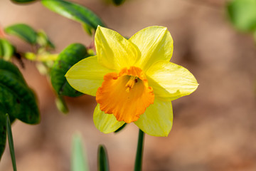 Blooming yellow narcissus in spring in the garden