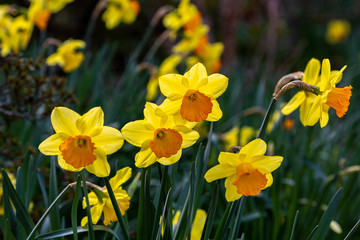 Blooming yellow narcissus in spring in the garden