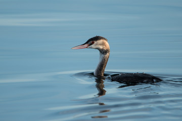 Grebe huppé (Podiceps cristatus) sur un étang