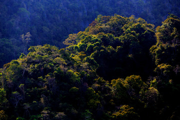Green trees And colorful, beautiful mountains that rise by the sea