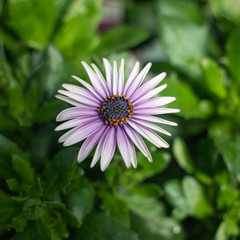 Fototapeta premium Purple & White Flowers