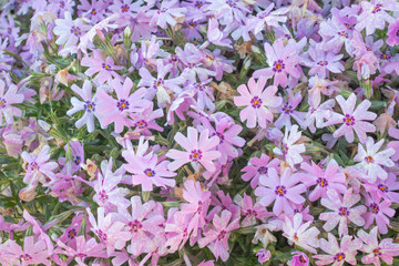 Phlox