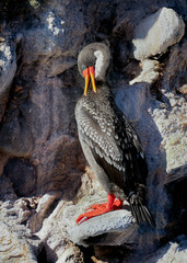 Red-legged cormorant red footed booby