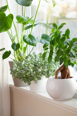 green houseplants fittonia, monstera and ficus microcarpa ginseng in white flowerpots on window